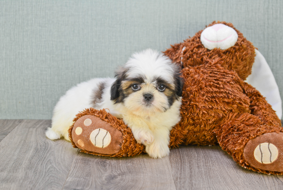 Fluffy Teddy Bear Designer Pup