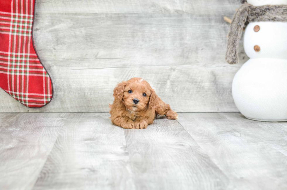 Playful Cavoodle Poodle Mix Puppy