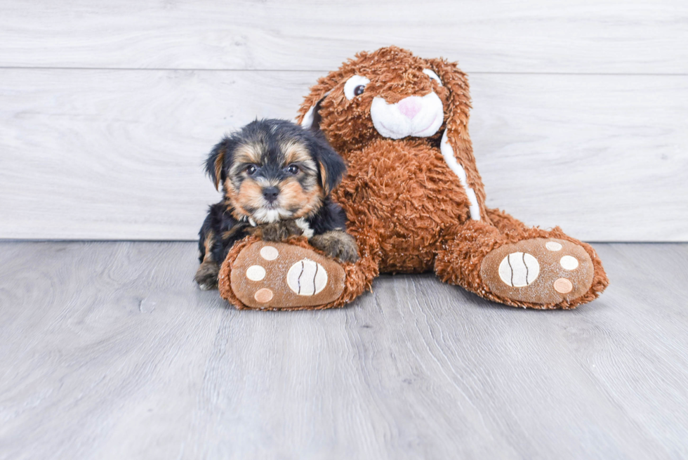 Meet Twix - our Yorkshire Terrier Puppy Photo 