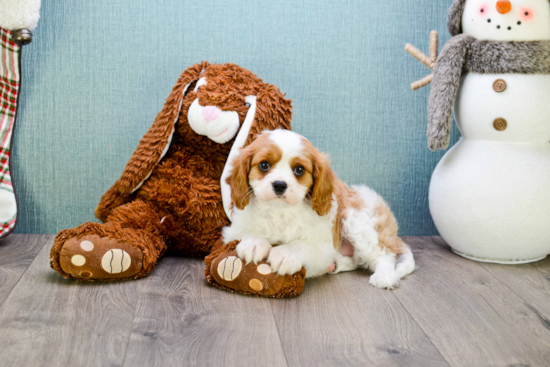 Cavalier King Charles Spaniel Pup Being Cute