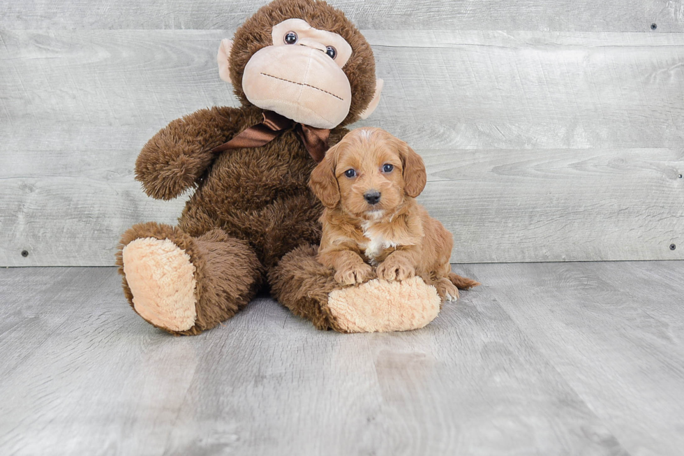 Best Mini Goldendoodle Baby