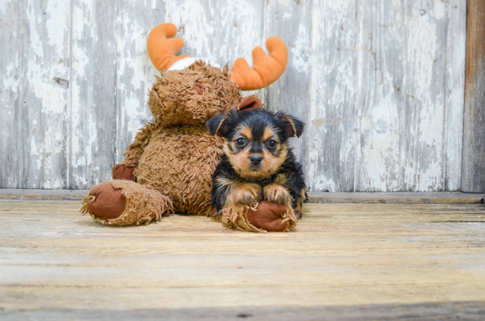 Mixed Breed Pup Being Cute