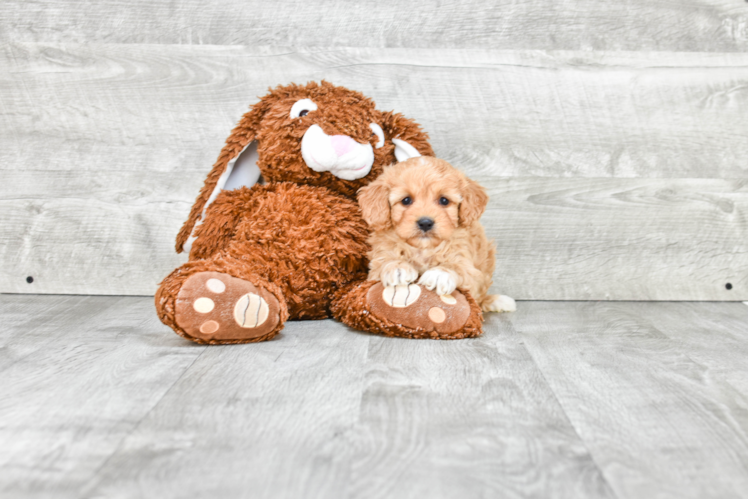 Cavachon Pup Being Cute