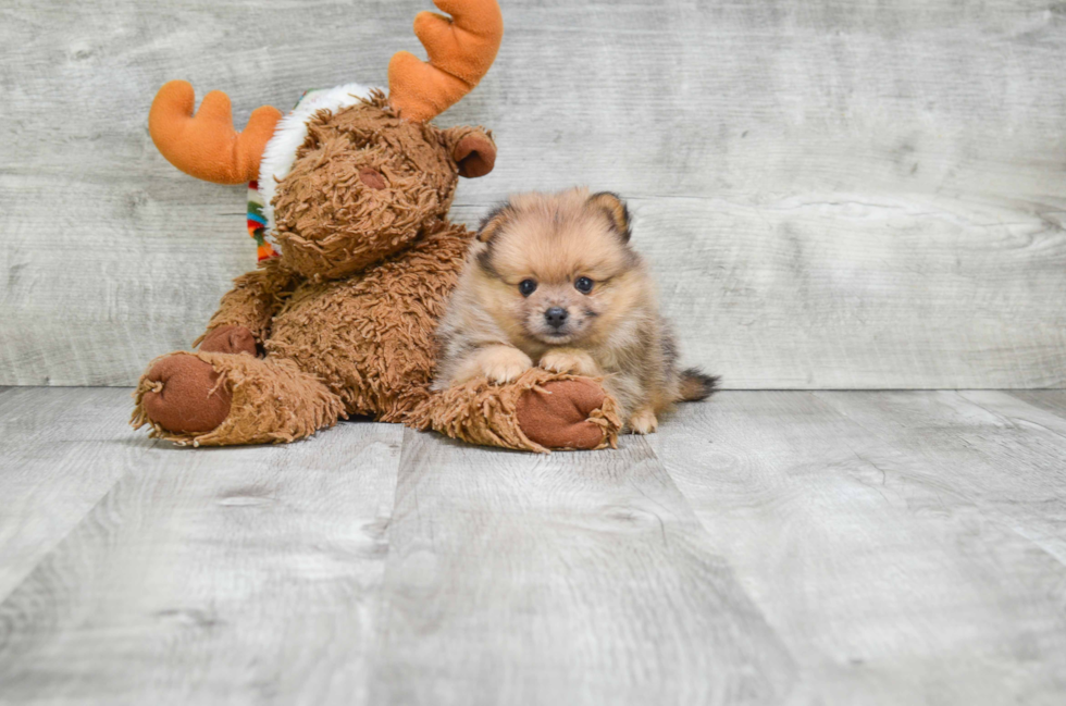 Friendly Pomeranian Purebred Pup