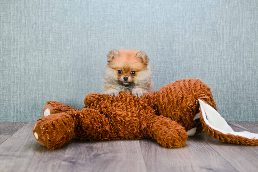 Small Pomeranian Purebred Pup