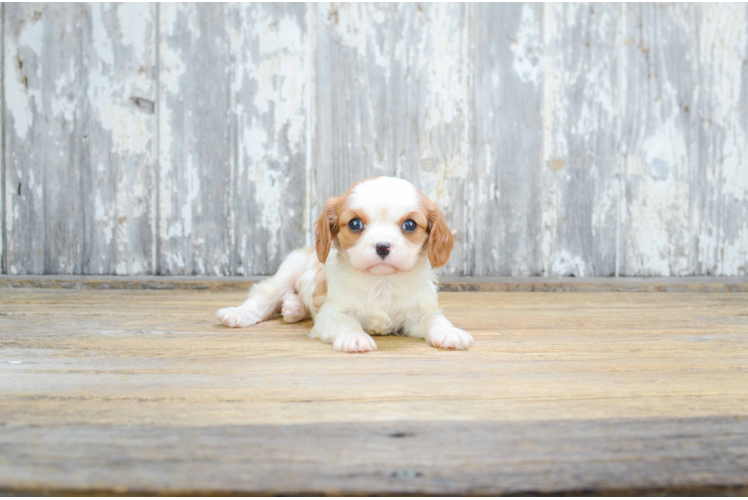 Fluffy Cavalier King Charles Spaniel Purebred Puppy