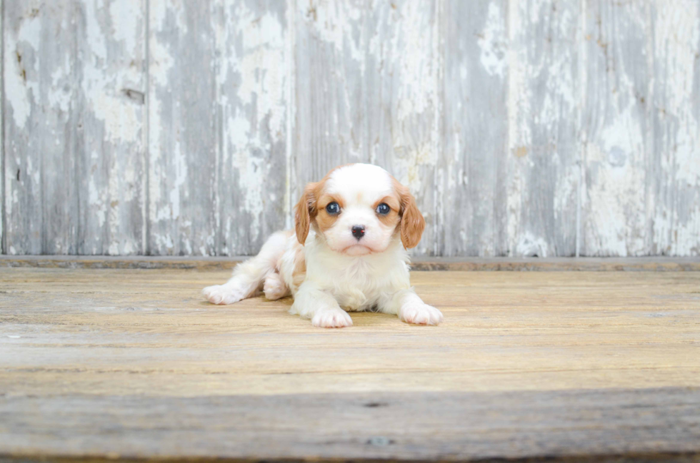 Fluffy Cavalier King Charles Spaniel Purebred Puppy