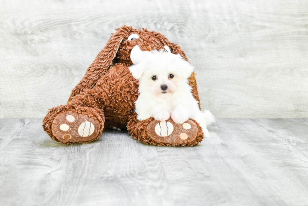 Popular Maltese Baby