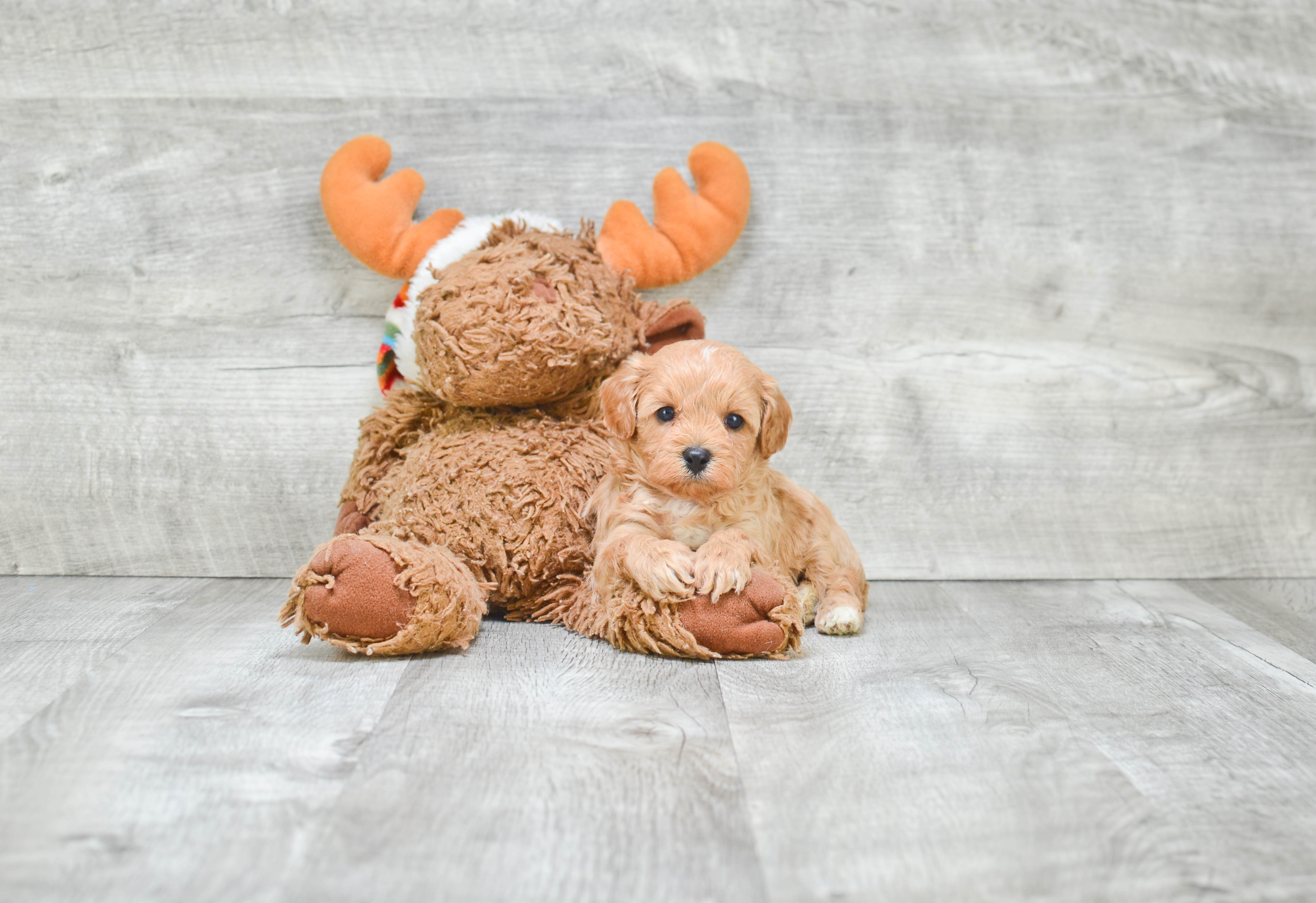 Best Cavapoo Baby