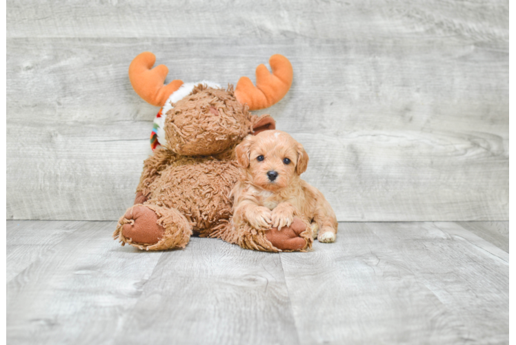 Best Cavapoo Baby