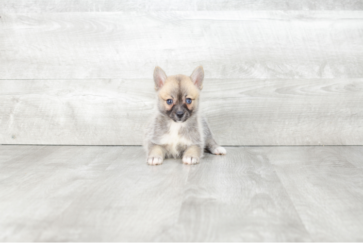 Adorable Mini Husky Designer Puppy