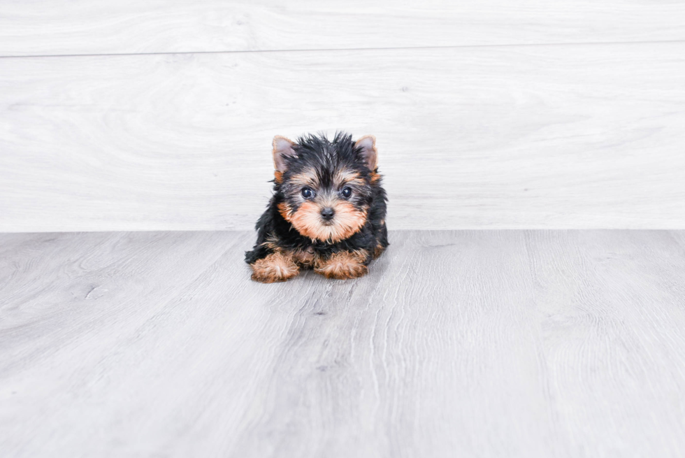 Meet Victoria - our Yorkshire Terrier Puppy Photo 