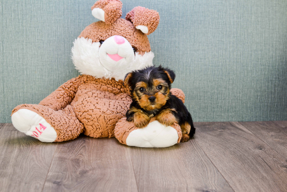 Meet Izzie - our Yorkshire Terrier Puppy Photo 