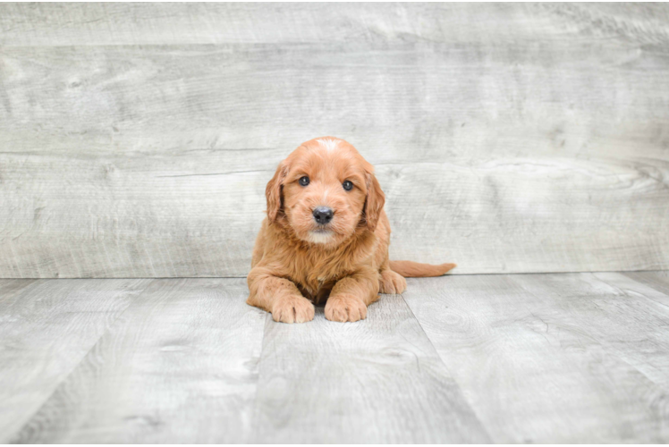 Adorable Golden Retriever Poodle Mix Puppy