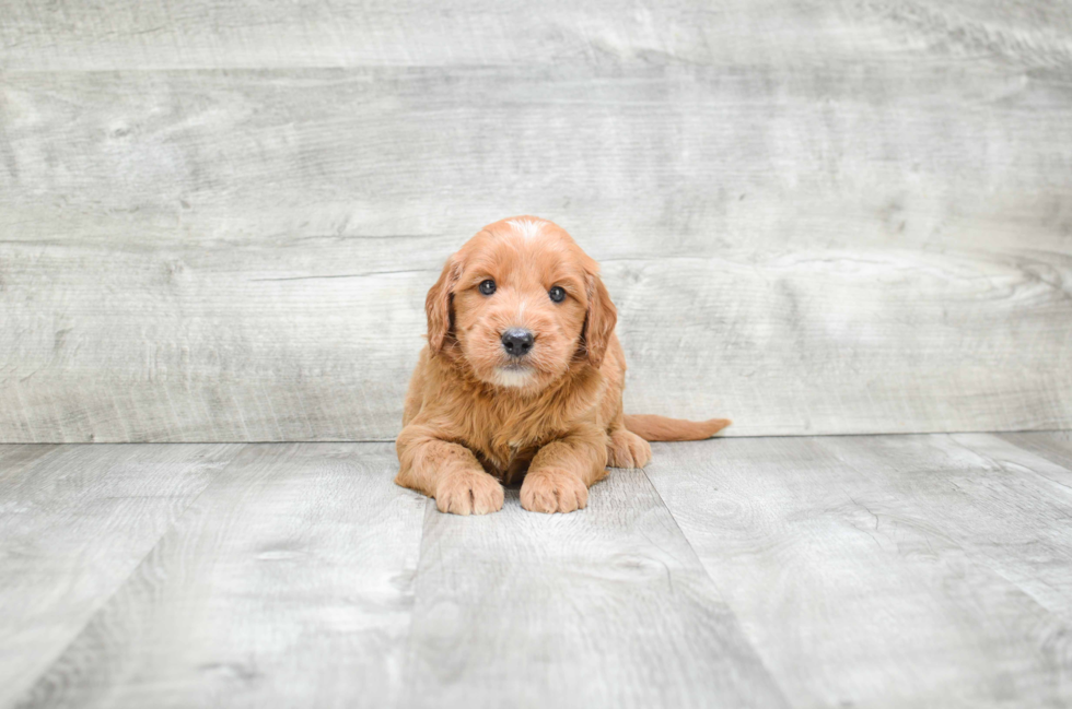 Adorable Golden Retriever Poodle Mix Puppy