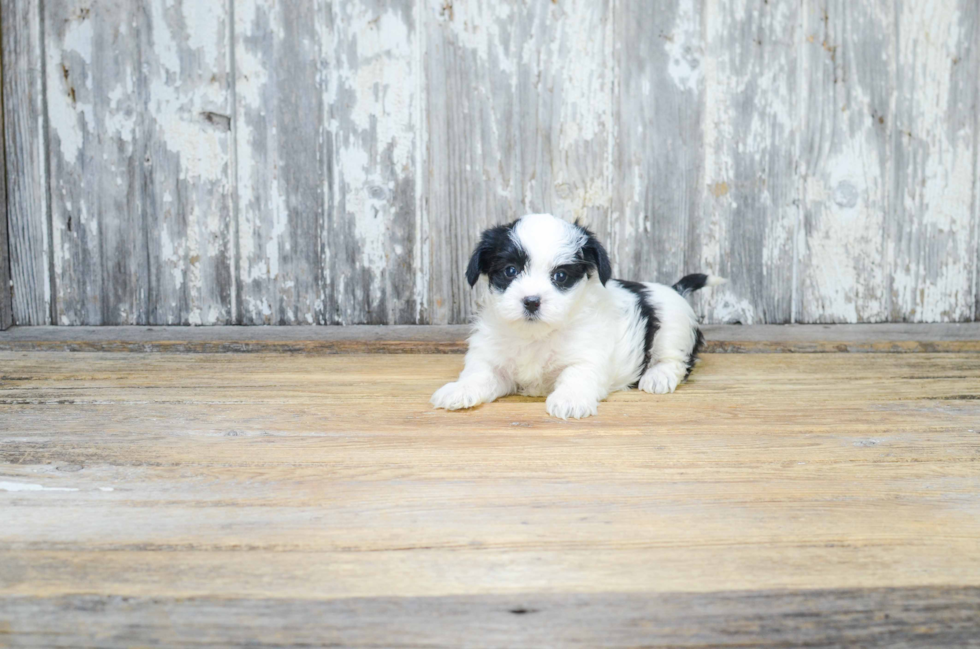 Sweet Morkie Baby