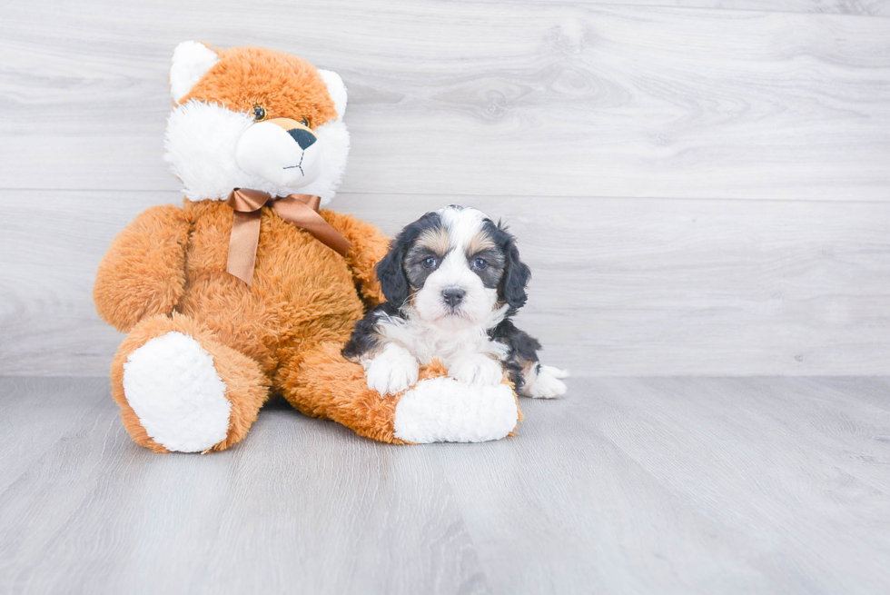 Best Mini Bernedoodle Baby