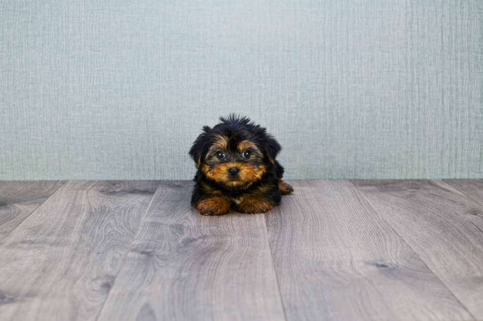 Meet Beckham - our Yorkshire Terrier Puppy Photo 