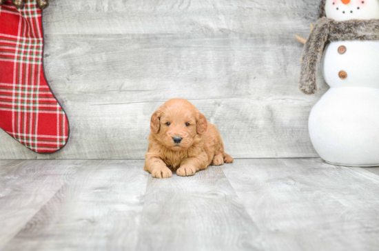 Best Mini Goldendoodle Baby