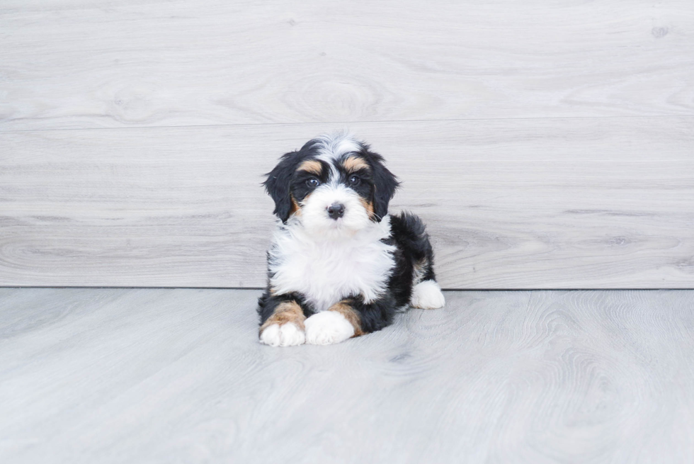 Popular Mini Bernedoodle Poodle Mix Pup