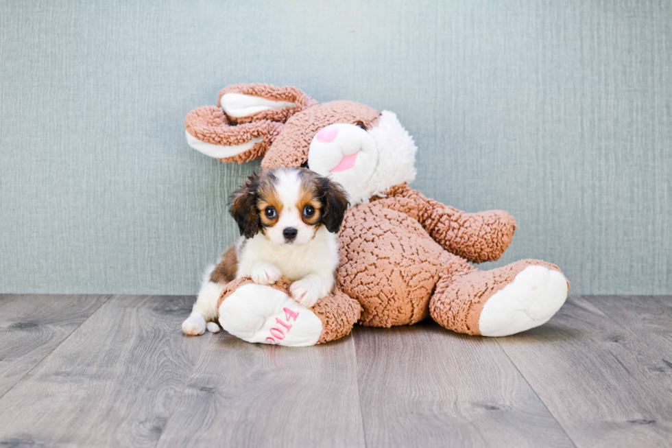 Best Cavachon Baby