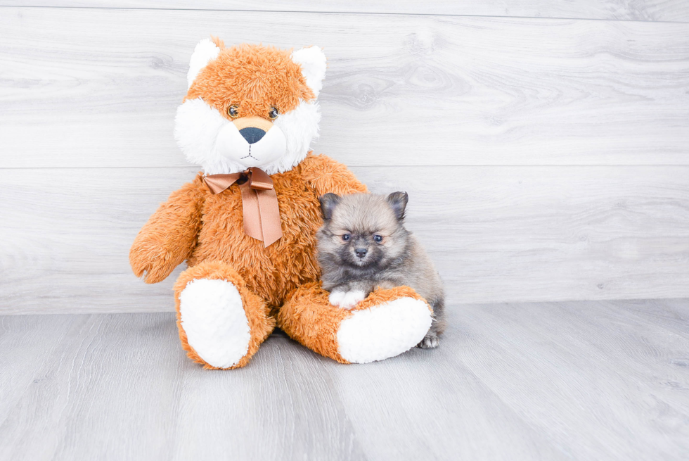 Pomeranian Puppy for Adoption