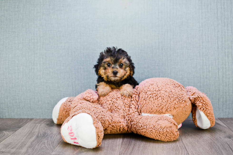 Yorkie Poo Pup Being Cute