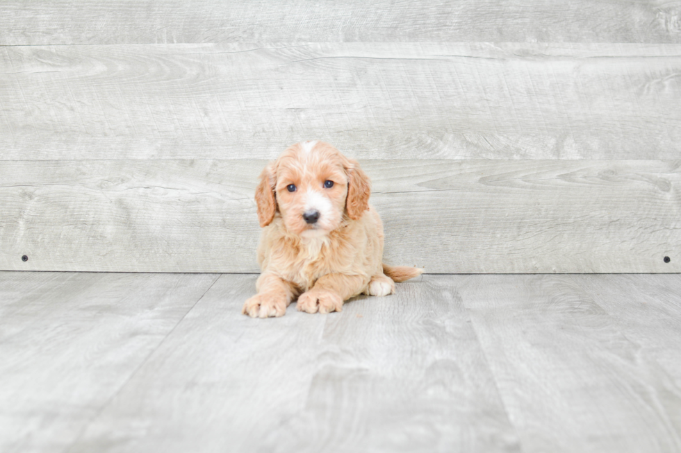 Best Mini Goldendoodle Baby