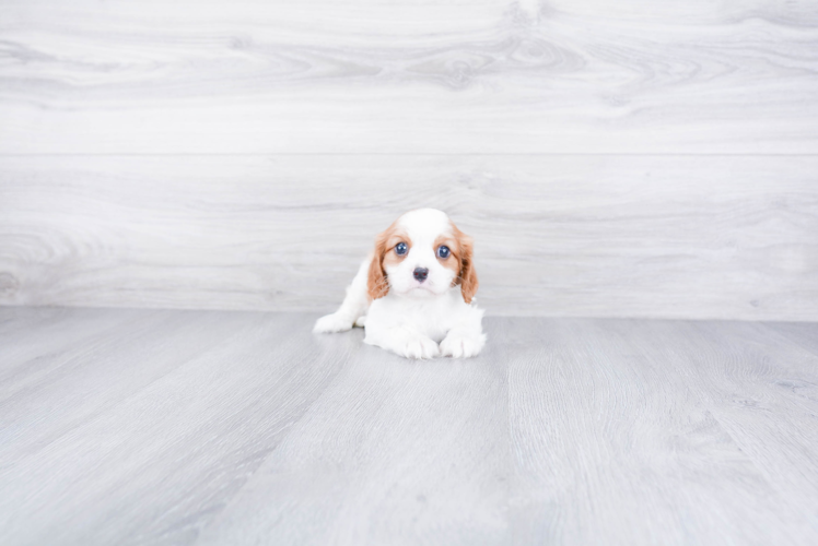 Best Cavalier King Charles Spaniel Baby