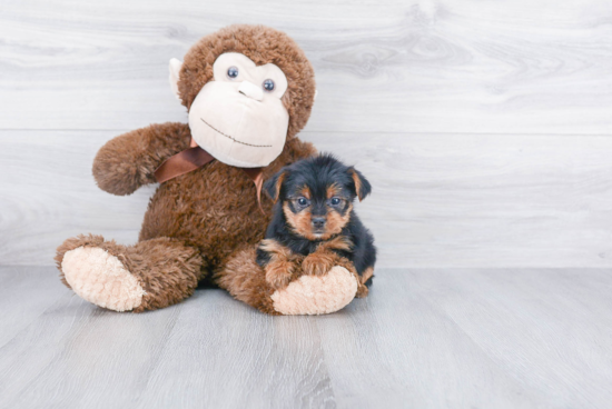 Adorable Yorkie Doodle Poodle Mix Puppy