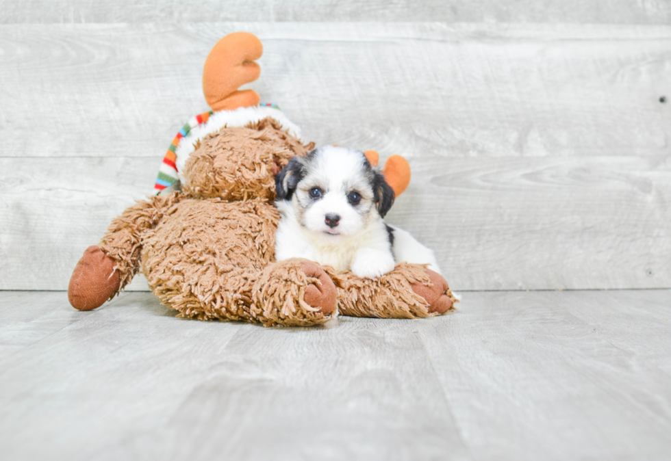 Best Havanese Baby