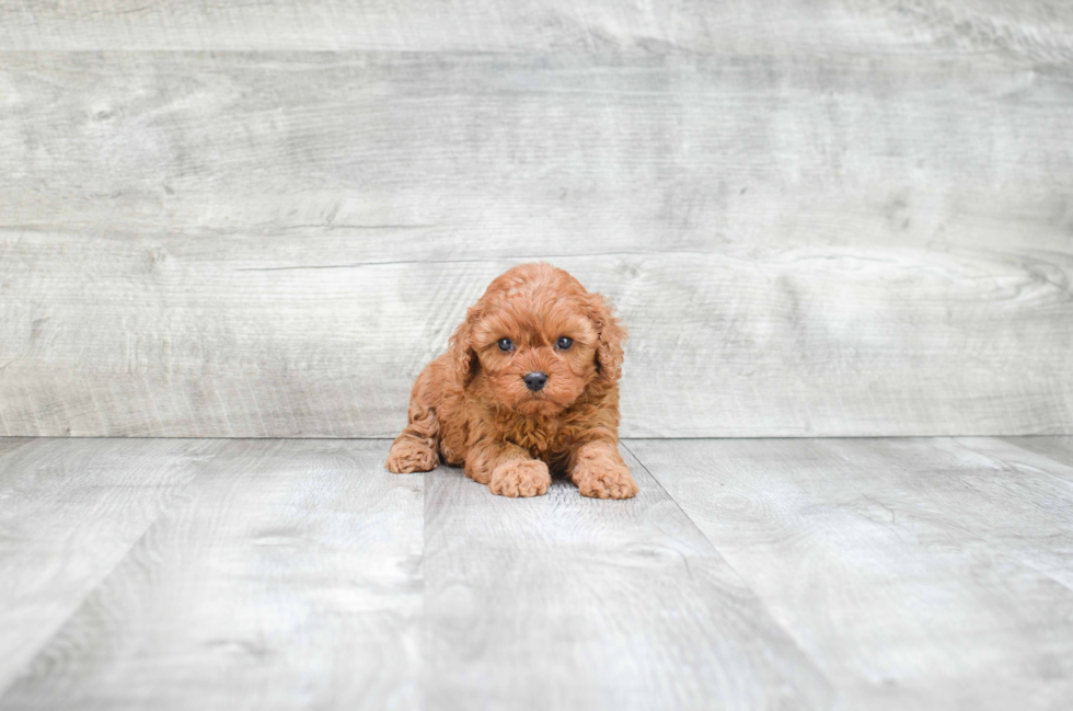 Best Cavapoo Baby