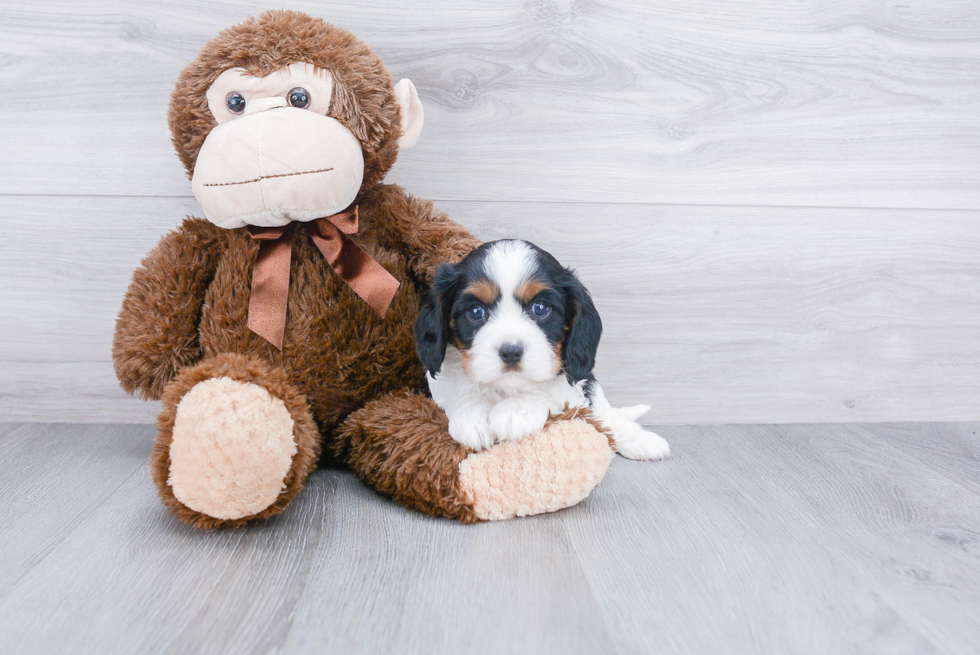 Cavalier King Charles Spaniel Puppy for Adoption