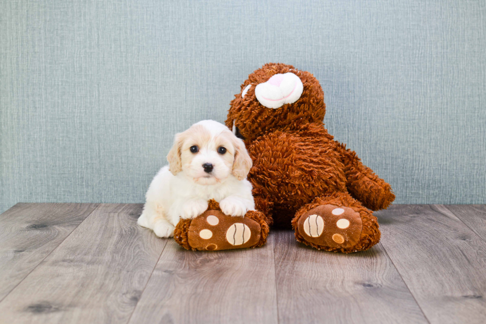 Cavachon Puppy for Adoption