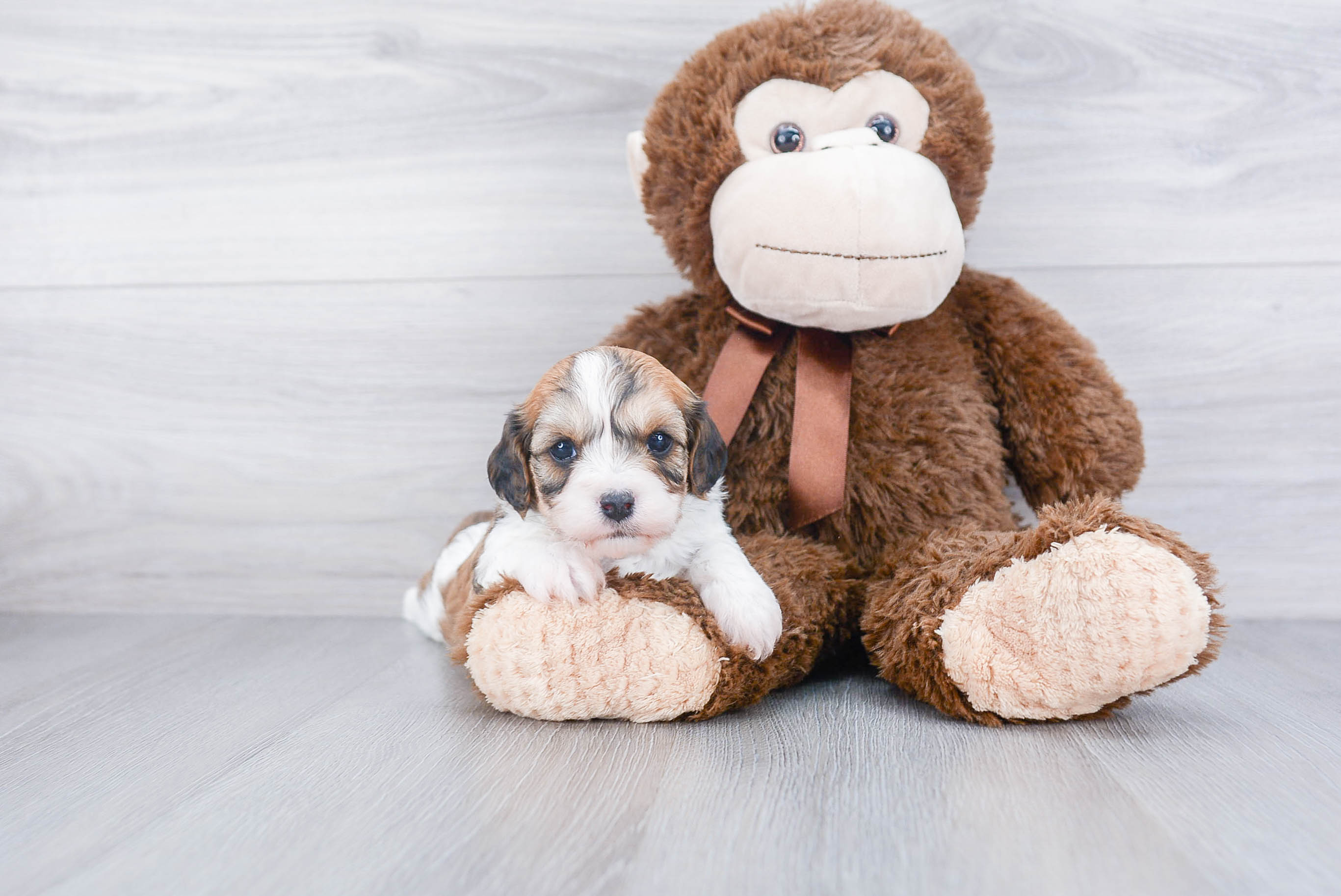 Hypoallergenic Cavalier Designer Puppy