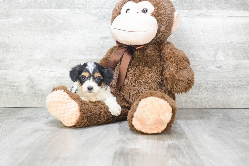 Funny Cavachon Designer Pup