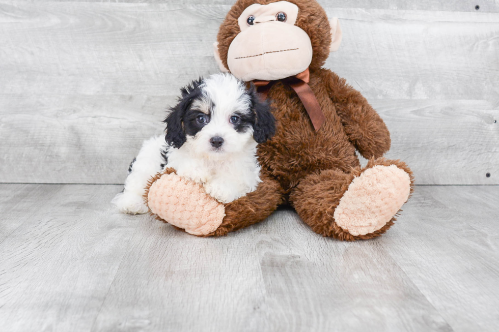 Fluffy Cavachon Designer Pup