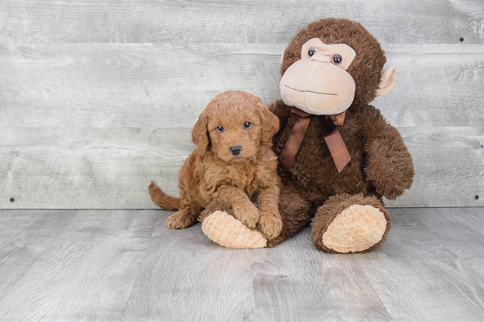 Sweet Mini Goldendoodle Baby