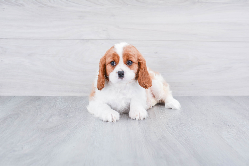 Best Cavalier King Charles Spaniel Baby