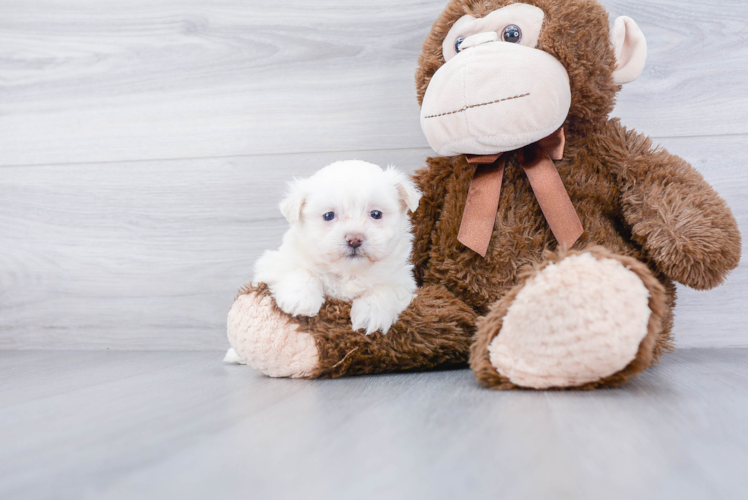 Smart Teddy Bear Designer Pup