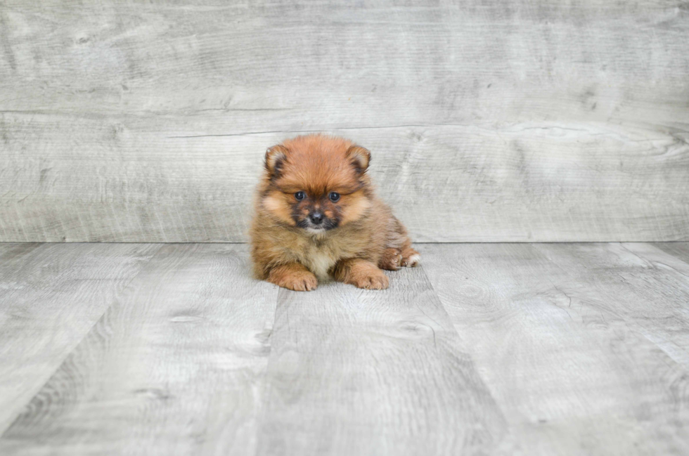 Funny Pomeranian Purebred Pup