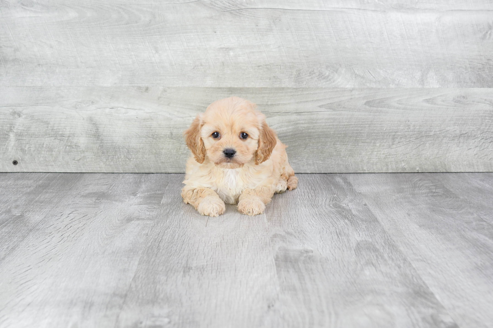 Cavachon Puppy for Adoption