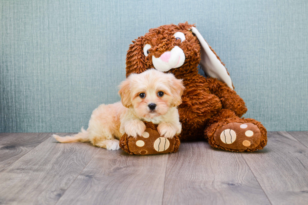 Cavachon Puppy for Adoption