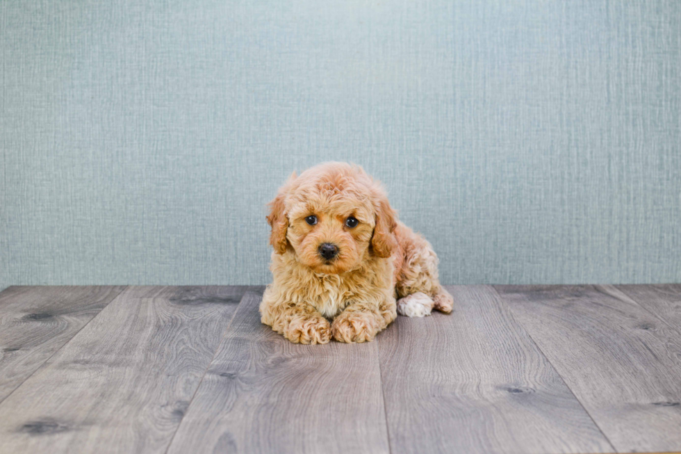 Small Cavapoo Baby