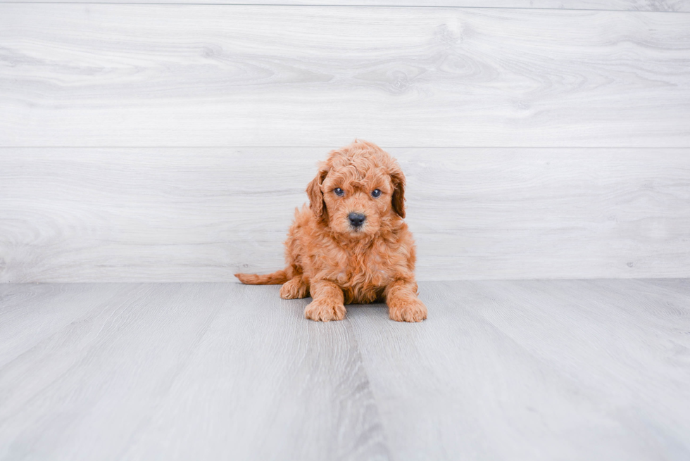 Mini Goldendoodle Puppy for Adoption