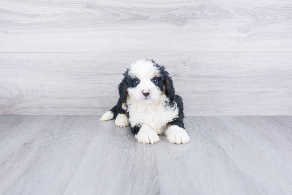Cute Mini Bernedoodle Baby