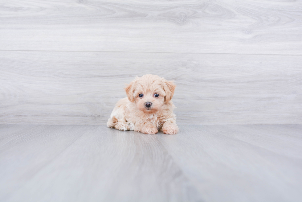 Best Maltipoo Baby