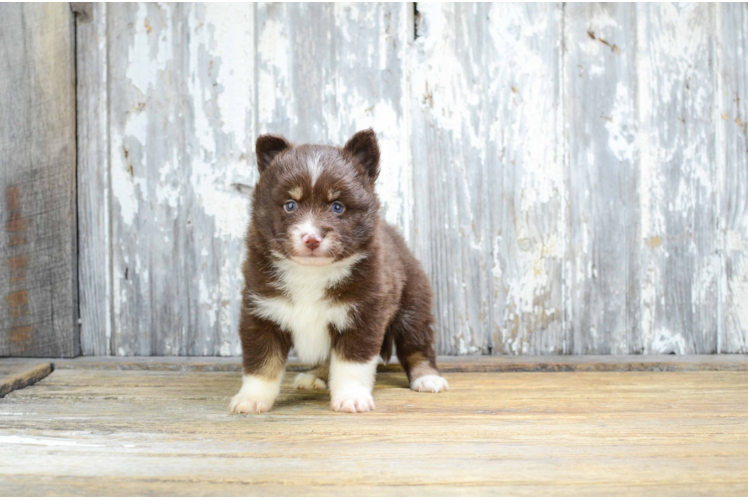 Best Pomsky Baby