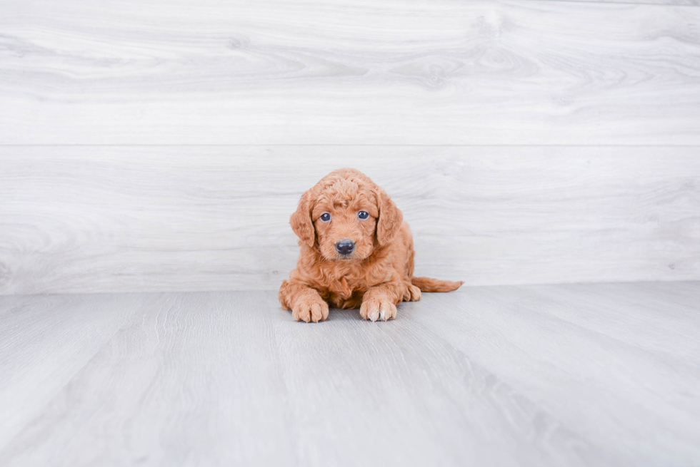 Sweet Mini Goldendoodle Baby