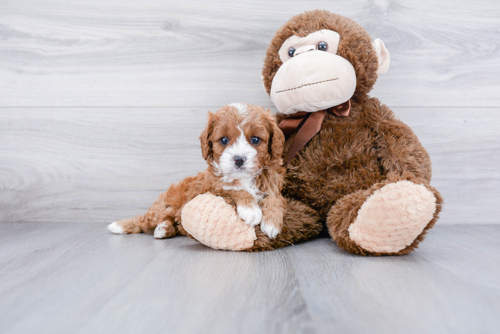 Small Cavapoo Baby